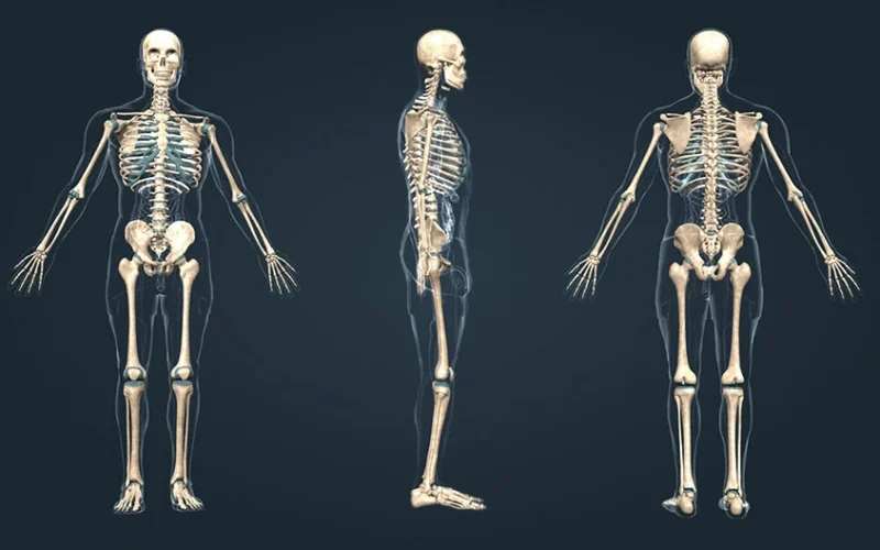 تفسير رؤية الهيكل العظمي في المنام